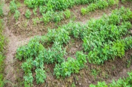 花生叶面肥什么时候打，需轮作换茬、巧施肥料等