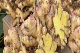 黄姜的采种方法，12元左右一斤