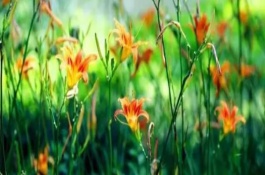 植物可以分为几类，常见的有忘忧草、天堂鸟等