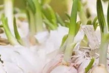 大蒜的产地，将蒜瓣放在盆土中并覆土浇水即可