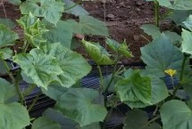 黄瓜苗多大可以移栽，黄瓜苗期控温不控水