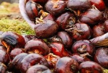 荸荠怎么种植，属于莎草科、荸荠属植物