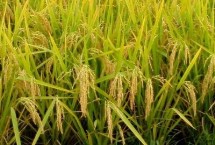 川康优583水稻栽培技术要点，全生育期144～167天