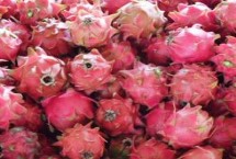 火龙果的价格，市场很受消费者的欢迎