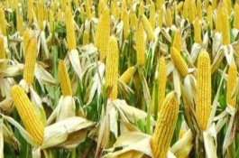 新玉86号玉米栽培技术要点，新玉86号玉米品种简介