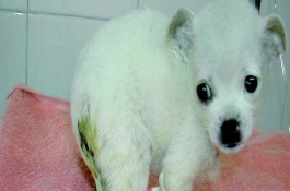 犬大肠杆菌病的治疗方案，以败血症和腹泻为特征