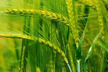 偃高159小麦栽培技术要点，每亩适宜基本苗16～20万