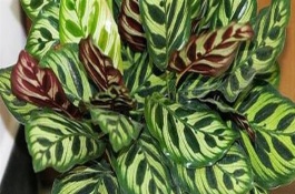 孔雀竹芋的常见品种，寓意多姿多彩、生命在于运动等