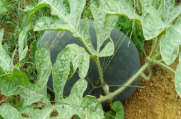 黑美人西瓜生长期多少天，主产区有海南、广西南宁、宁夏银川、陕西渭南等地区