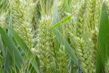济麦54小麦栽培技术要点，适宜播期10月中旬