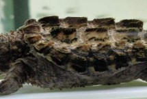 鳄龟要晒太阳吗，气温低于20℃的需要加温