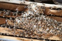 秋繁一脾蜂能出几框,要及时防治蜂螨 秋繁一脾蜂能出几框,要及时防治蜂螨