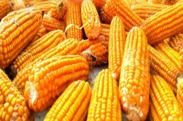 强盛399玉米栽培技术要点，适宜播期4月末至5月初