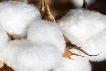 邯棉3008棉花栽培技术要点，转抗虫基因中熟常规棉品种