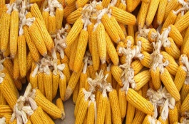 弘玉9号玉米栽培技术要点，弘玉9号玉米种子介绍