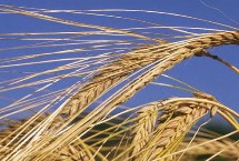 龙春204小麦栽培技术要点，选择中等肥力地块种植