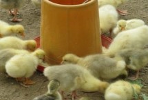 养小鹅的注意事项，出壳后要在一天内饮水开食