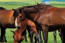 三河马的品种特点，是优良的乘挽兼用型马