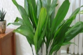 客厅放哪些大型植物可以旺宅，常见的有一叶兰、苹果竹芋等