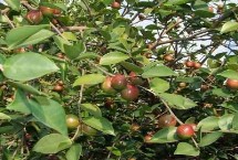 哪个油茶品种产量高，衍生品可应用于多个领域