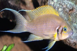 燕尾鱼饲养需要注意什么，需要将水保持为弱酸性