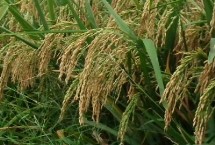 金稻919水稻栽培技术要点，全生育期175.8天