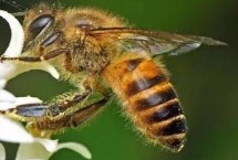 人工喂食蜜蜂吃什么，每种蜜蜂的食物都是严格规定的