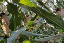 秋实1055玉米栽培技术要点，中抗穗腐病