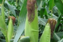 吉新112玉米栽培技术要点，密度4500株/亩