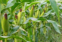 汉单235玉米栽培技术要点，亩播种量4千克左右