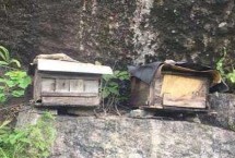 诱蜂箱放在什么地方好，放在附近有野生蜂群的地方为佳