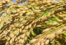 德盈418水稻栽培技术要点，每亩施尿素8千克