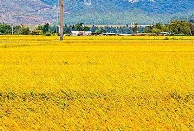 香粳11A水稻栽培技术要点，在孝感5月中旬至6月底播种