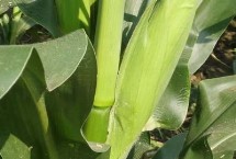 萃甜628玉米栽培技术要点，生育期85.2天