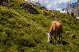牛不反刍灌小苏打可以吗，症状较轻的话直接给牛灌服250-350ml的植物油