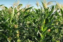 国欣糯一号玉米栽培技术要点，中抗大斑病