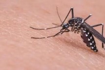 常见的害虫种类，包括卫生害虫、农业害虫、贮谷害虫等类型