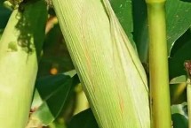 金张掖1706玉米种子特征特性，种植密度每亩4500株
