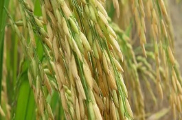 隆8优丝苗水稻栽培技术要点，籼型三系杂交水稻品种