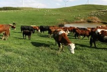 牛羊饲料配方的区别，原因是不利于幼畜的发育