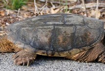 鳄龟的天敌，主要会受到人类的猎杀