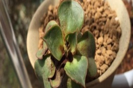 多肉的常见病及处理方法，常见的有赤霉病、炭疽病等