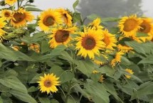 向日葵倒伏的防治方法，可能是品种选择不当、种植地选择不当等