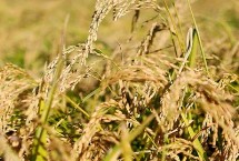 凯两优950水稻栽培技术要点，属中熟籼型中稻品种