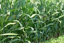 潞玉1820玉米栽培技术要点，密度4500—5000株/亩