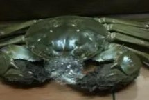 螃蟹为什么是横着走，原因是它在呼吸