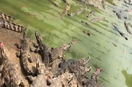 为什么很少人养殖鳄鱼，要保证水源充足