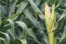 吉丰99玉米栽培技术要点，中抗腐霉茎腐病