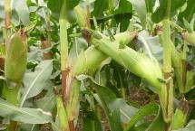 陕单915玉米栽培技术要点，每亩适宜密度5000株