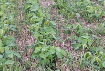 五黑1号大豆栽培技术要点，选择中等以上肥力地块种植